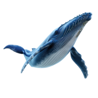 humpback whale isolate on transparent background png