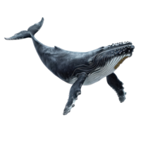 humpback whale isolate on transparent background png