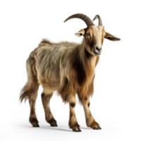 Goat on transparent background png