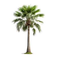 Generate a lifelike cutout image of a mature Royal Palm tree a iconic palm tree of Florida, on a transparent background png