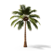 Palm tree on a transparent background png