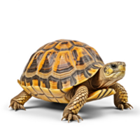 a turtle is walking on a transparent background png