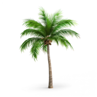 Palm tree on transparent background png