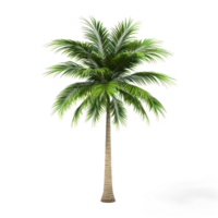 a palm tree on a transparent background png