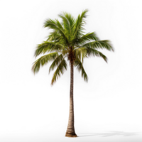 A single palm tree isolate on transparent background png