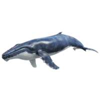 humpback whale isolate on transparent background png