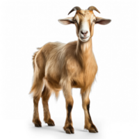 Toggenburg goat against transparent background png