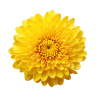 1 lying yellow chrysanthemum on transparent background png