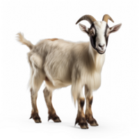 Realistic photo of full size nice goat without background on transparent background png