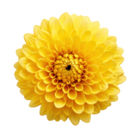 1 lying yellow chrysanthemum on transparent background png