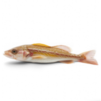 side view of a real fish on a transparent background png