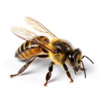 Close up of a perfect bee, high definition, 8k, very sharp on transparent background png