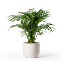 A premium White Plant pot with Parlor Palm plant inside in it on transparent background png