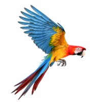parrot flying in the air isolate on transparent background png