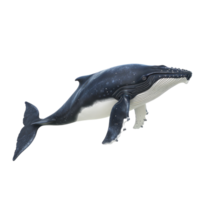 humpback whale isolate on transparent background png