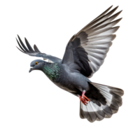 Pigeon flying high resolution on a transparent background png