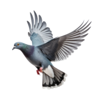 Pigeon flying high resolution on a transparent background png