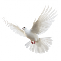 blanco paloma volador en transparente antecedentes png