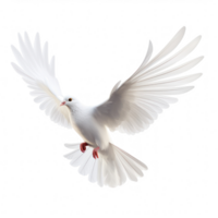 blanco paloma volador en transparente antecedentes png