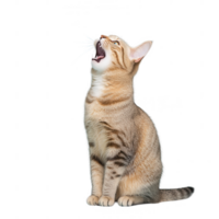A playful domestic cat with a lively expression, caught in a moment of vocalization. png