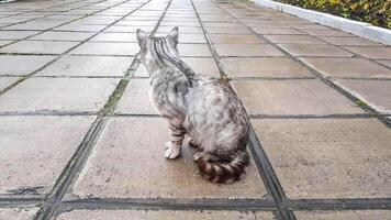 Grey stray kitten sitting on wet stone floor in outdoor park after rain photo