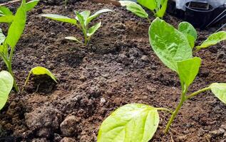 A close up of a plant growing in the dirt photo