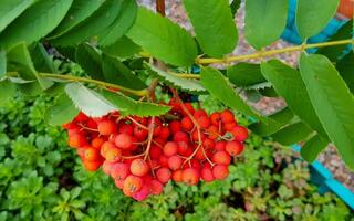 A rowan tree with red berries growing on it photo