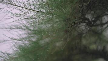 A close up of a tree with rain drops on it video