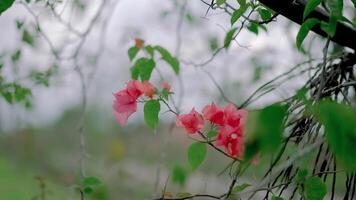 A red flower is growing on a branch in the grass video