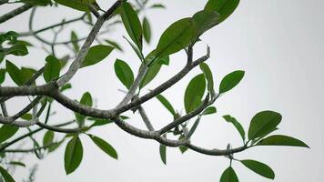 A close up of a tree branch with green leaves video