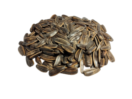 a group of isolated sunflower seeds no background png