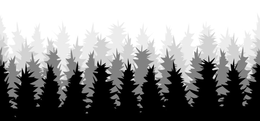 Forest background, nature, landscape. Evergreen coniferous trees. Seamless pine, spruce, christmas tree. Silhouette black and white.