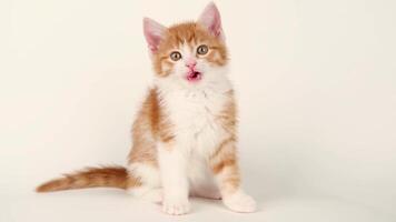 Cute little red kitten on a light background video