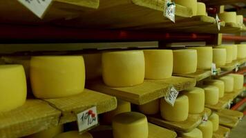 View to the cheese-wheels of parmesan maturing on wooden shelves at the cellar of the cheese factory. Cheese production workshop in a dairy factory video