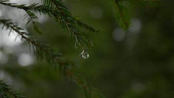 Pine tree with morning dew on the twig, abstract nature backgrounds video