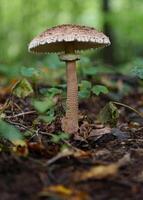 Parasol mushroom in forest closeup photo