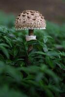 Parasol mushroom in forest closeup photo