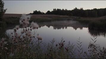 Plants on shore of lake with reflecting water during sunset video