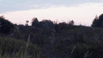 Man running on green plants hilly side in sundown time video
