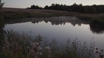 Plants on shore of lake with reflecting water during sunset video
