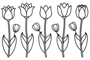 Tulip Flower Line Art Patterns and Designs vector