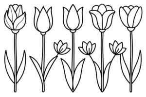 Tulip Flower Line Art Illustration for Beginners vector