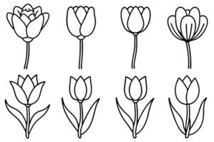 Tulip Flower Line Art Advanced Techniques vector