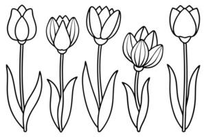 Tulip Flower Line Art Simple and Elegant vector