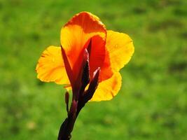 A single orange canna indica flower with a green stem blooming in the morning sun light. The flower is in the middle of a green field photo