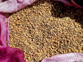 Fenugreek and celery kept for drying photo