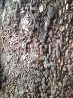 A close-up of a tree bark with a rough, weathered surface showing patterns of decay and natural textures. It highlights the intricate details of the wood's erosion and organic structure. photo