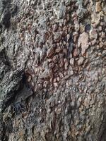 A close-up of a tree bark with a rough, weathered surface showing patterns of decay and natural textures. It highlights the intricate details of the wood's erosion and organic structure. photo