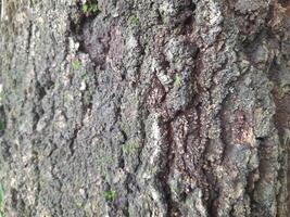 A close-up of a tree bark with a rough, weathered surface showing patterns of decay and natural textures. It highlights the intricate details of the wood's erosion and organic structure. photo