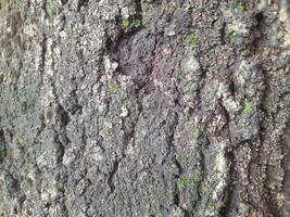 A close-up of a tree bark with a rough, weathered surface showing patterns of decay and natural textures. It highlights the intricate details of the wood's erosion and organic structure. photo
